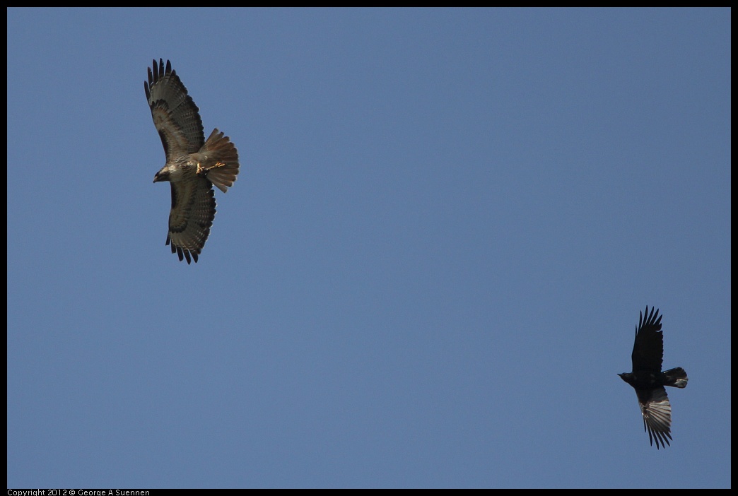 0502-082229-01.jpg - Red-tailed Hawk and American Crow