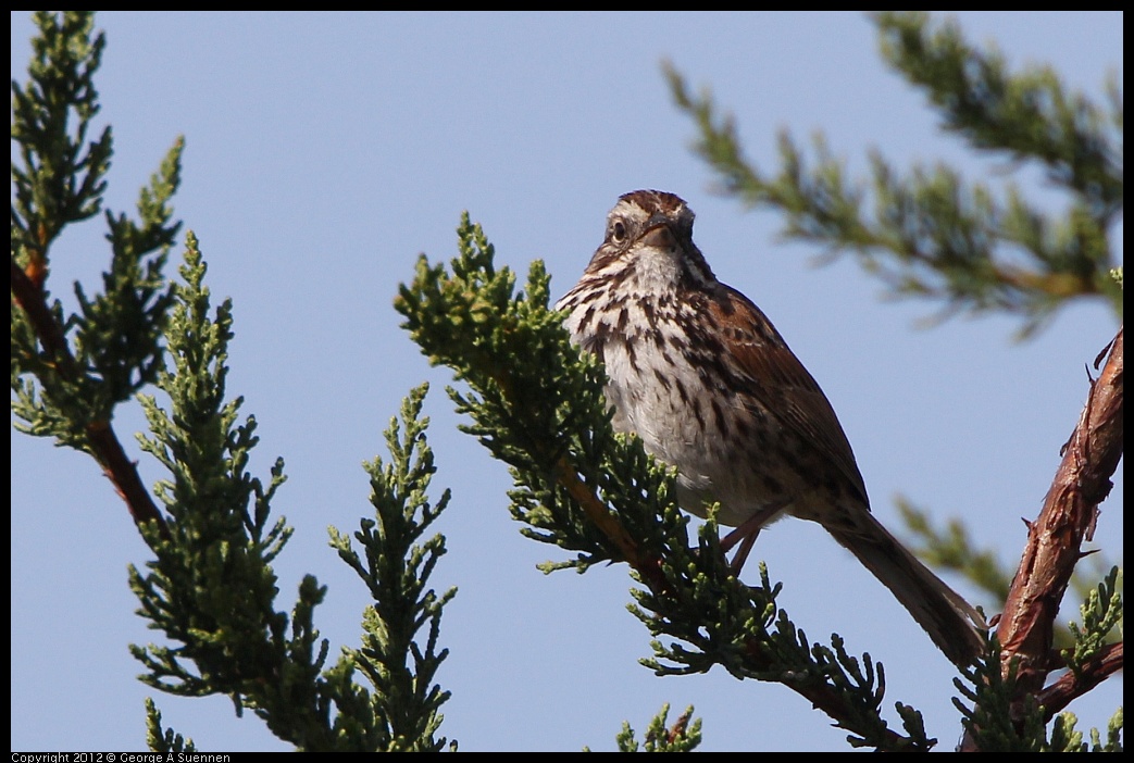 0502-082630-01.jpg - Song Sparrow