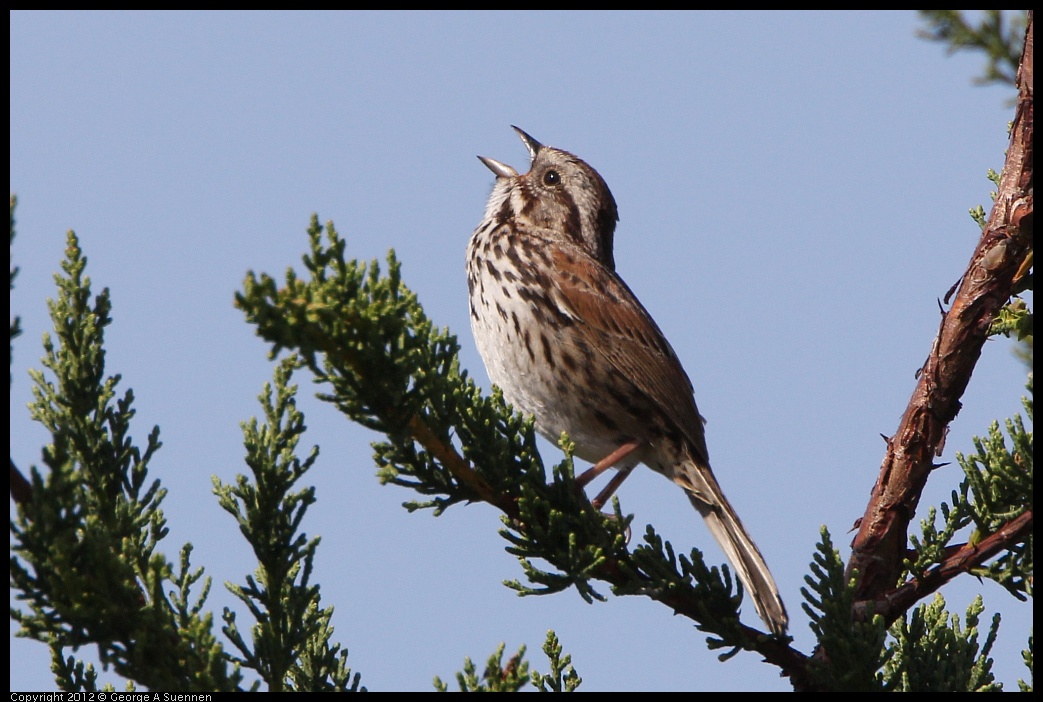 0502-082648-05.jpg - Song Sparrow