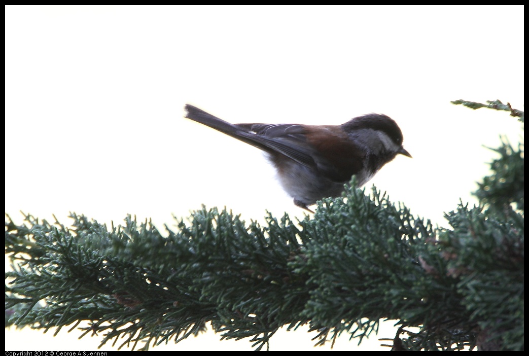 0502-082707-02.jpg - Chestnut-backed Chickadee