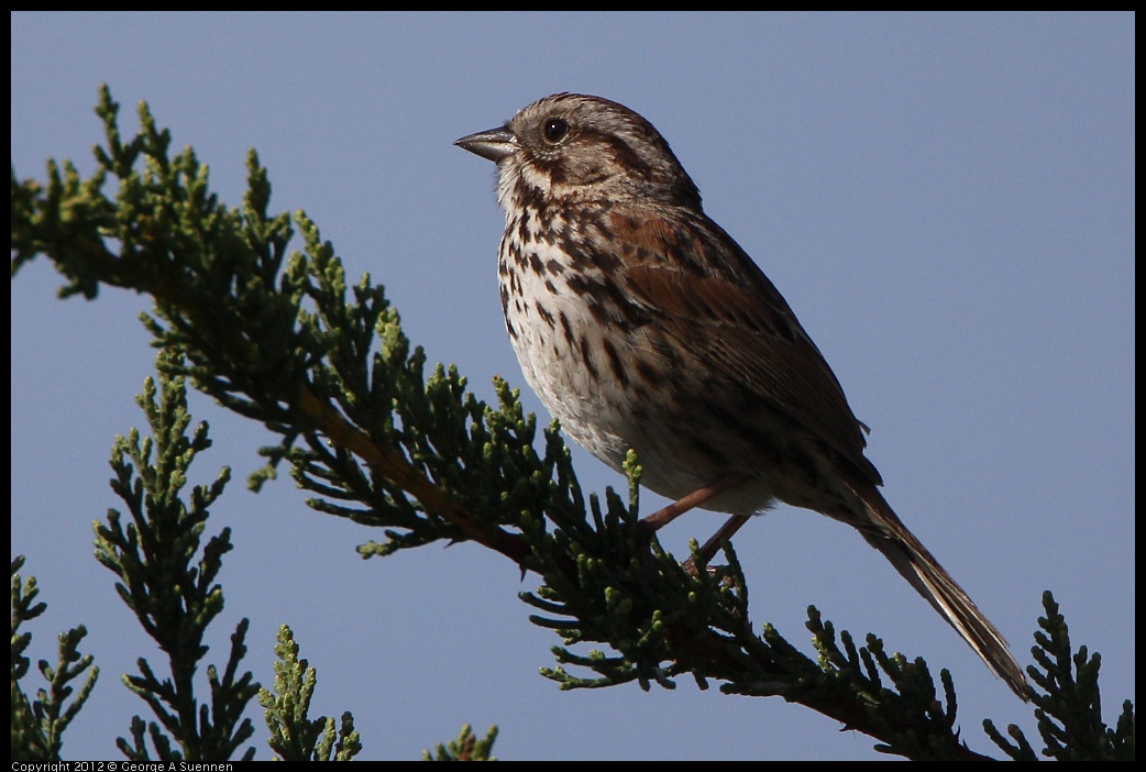 0502-082743-02.jpg - Song Sparrow