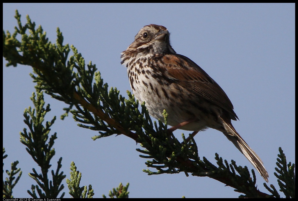 0502-082749-01.jpg - Song Sparrow