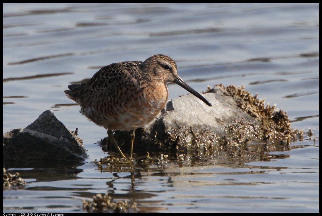 0502-083342-02.jpg - Long-billed Dowitcher