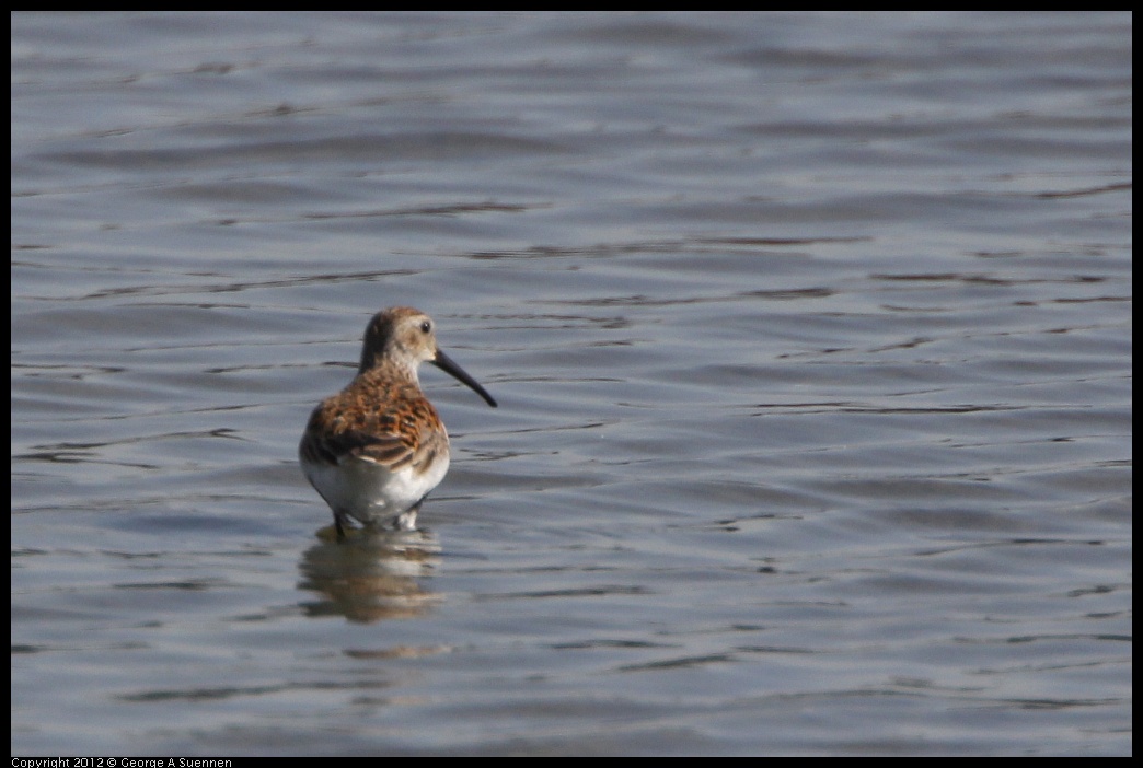 0502-083525-01.jpg - Dunlin