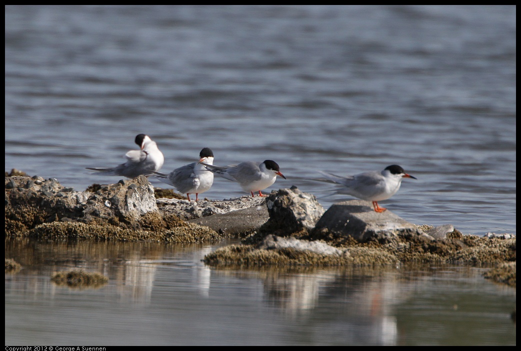 0502-083912-01.jpg - Foster's Tern