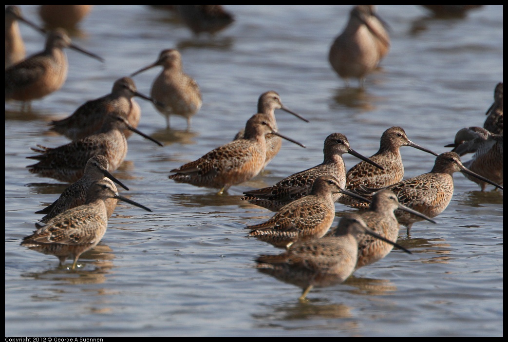 0502-083943-04.jpg - Long-billed Dowitcher