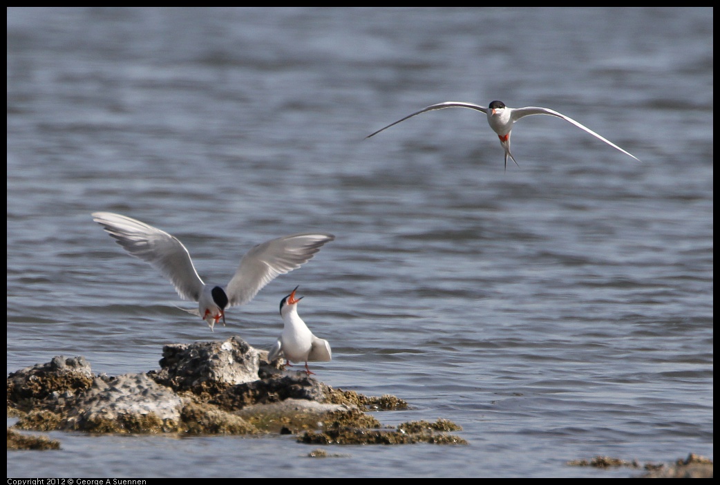 0502-084000-02.jpg - Foster's Tern