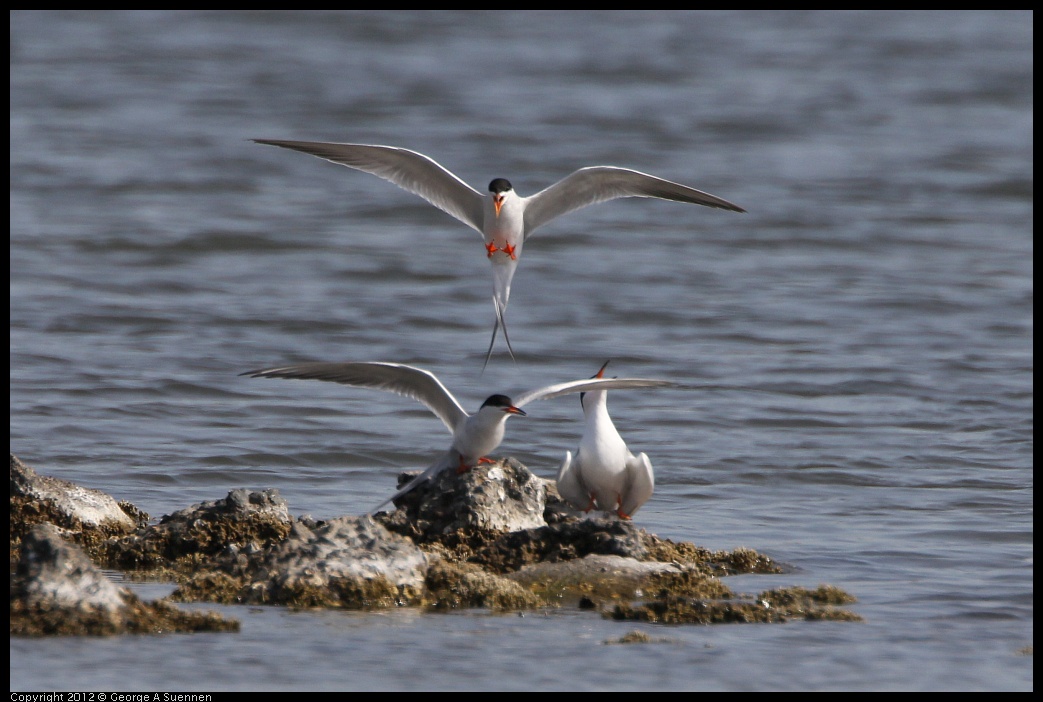 0502-084001-02.jpg - Foster's Tern