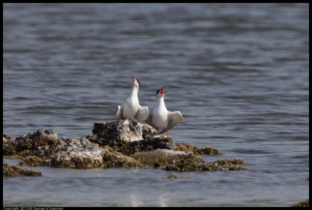 0502-084005-02.jpg - Foster's Tern