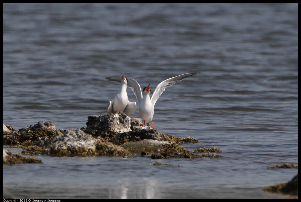 0502-084005-03.jpg - Foster's Tern