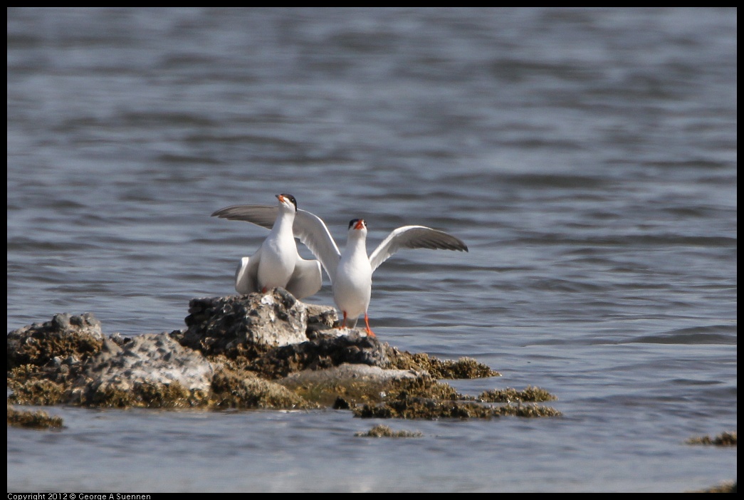 0502-084009-02.jpg - Foster's Tern