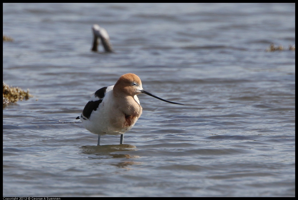 0502-084037-01.jpg - American Avocet (injured)