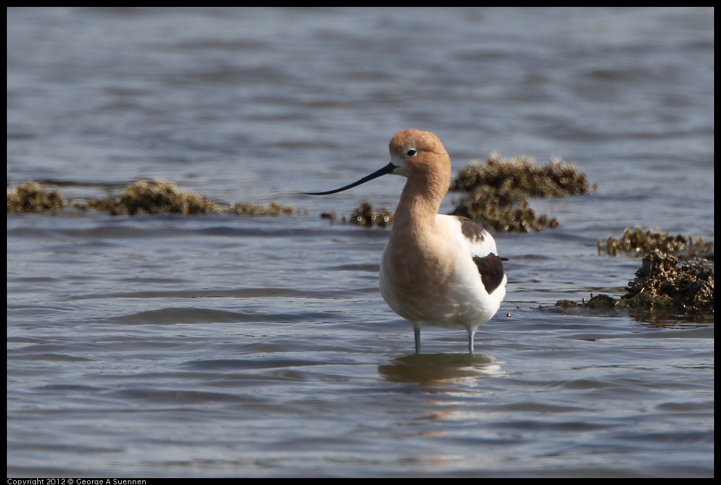 0502-084040-02.jpg - American Avocet