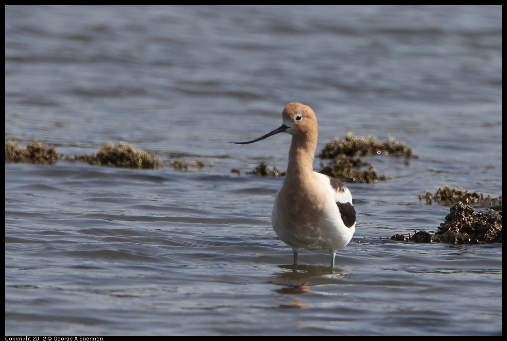 0502-084136-02.jpg - American Avocet