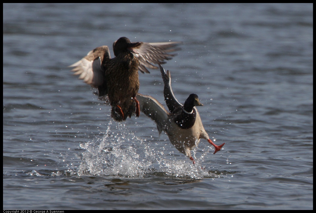 0502-084305-01.jpg - Mallard