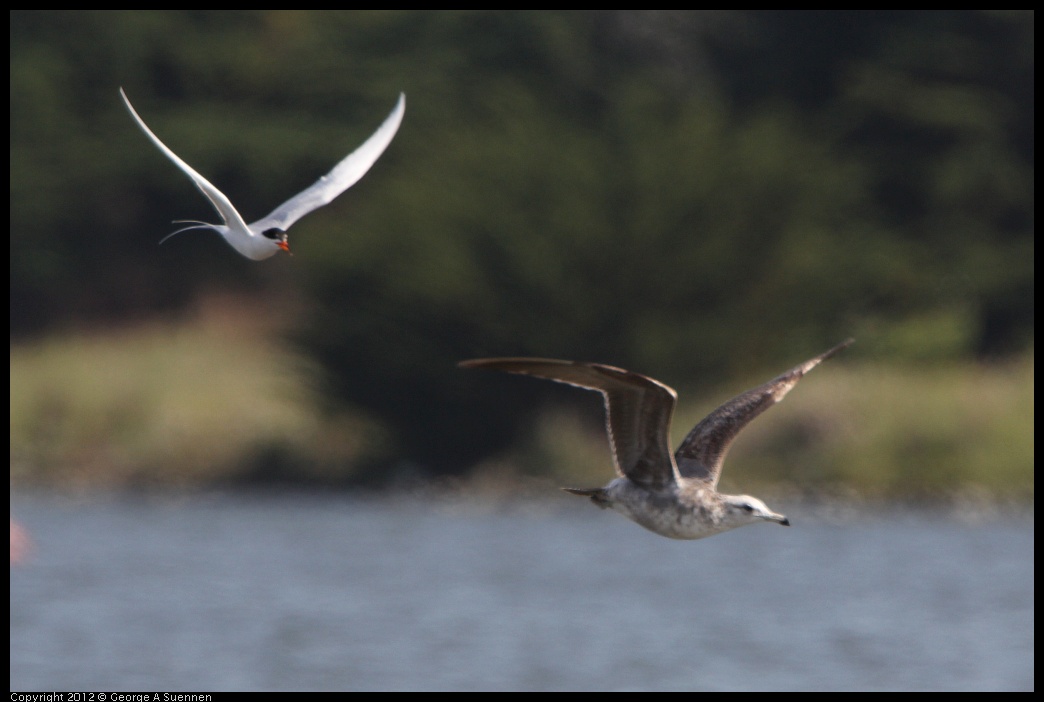 0502-084314-02.jpg - Foster's Tern