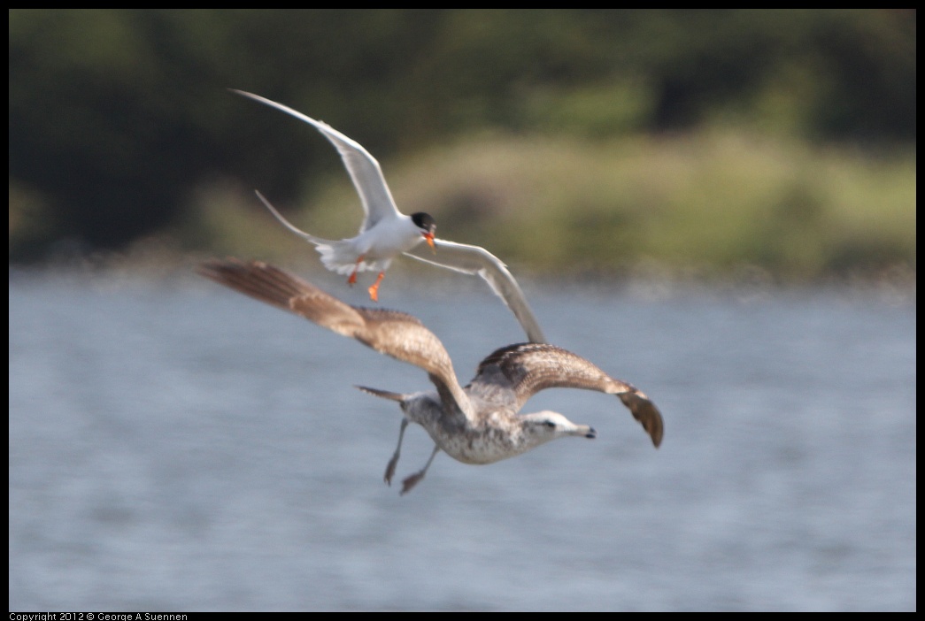 0502-084314-03.jpg - Foster's Tern