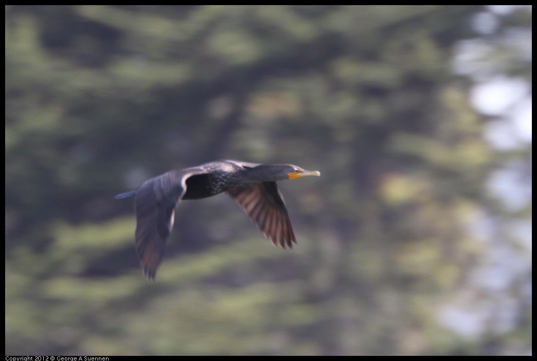 0502-084445-02.jpg - Double-crested Cormorant