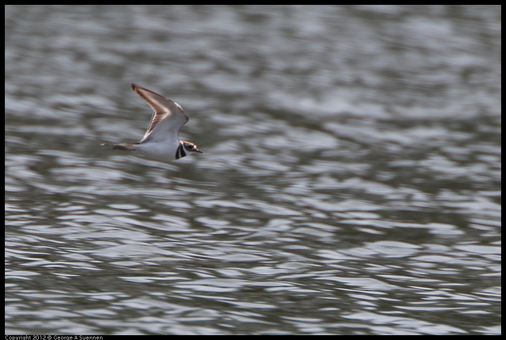 0502-084619-01.jpg - Killdeer