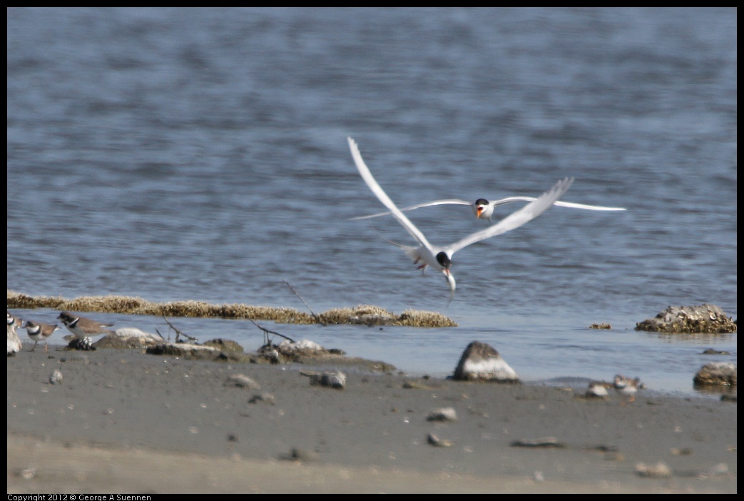 0502-084637-01.jpg - Foster's Tern