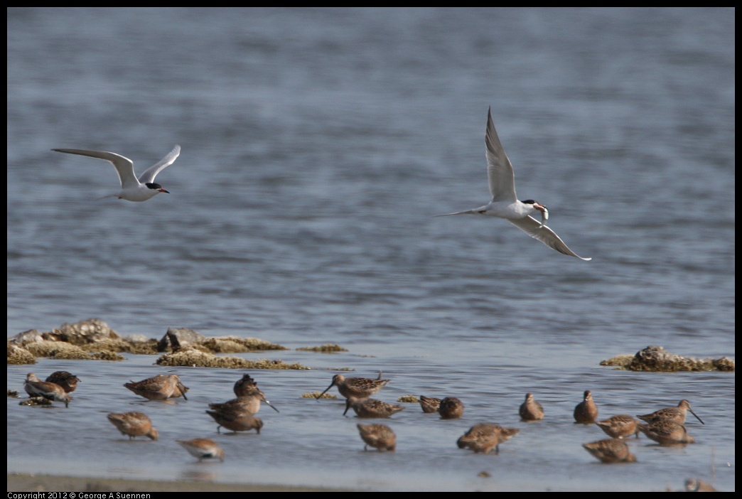 0502-084639-01.jpg - Foster's Tern