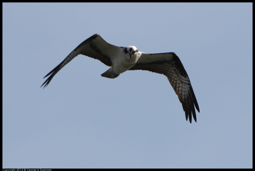 0502-084737-02.jpg - Osprey