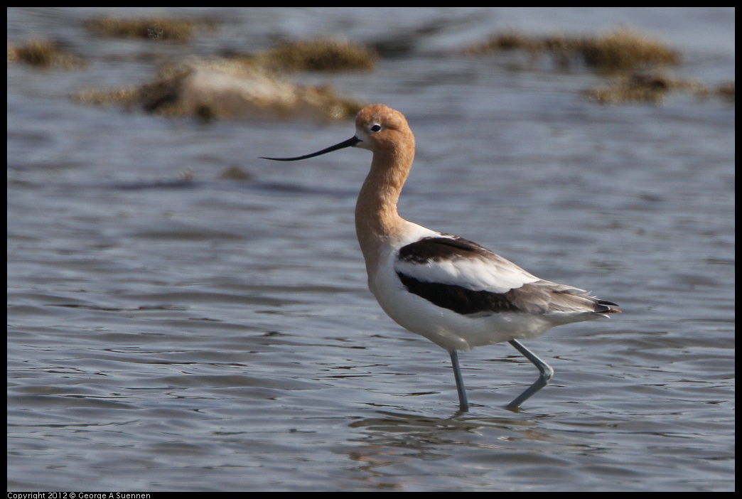 0502-084820-02.jpg - American Avocet