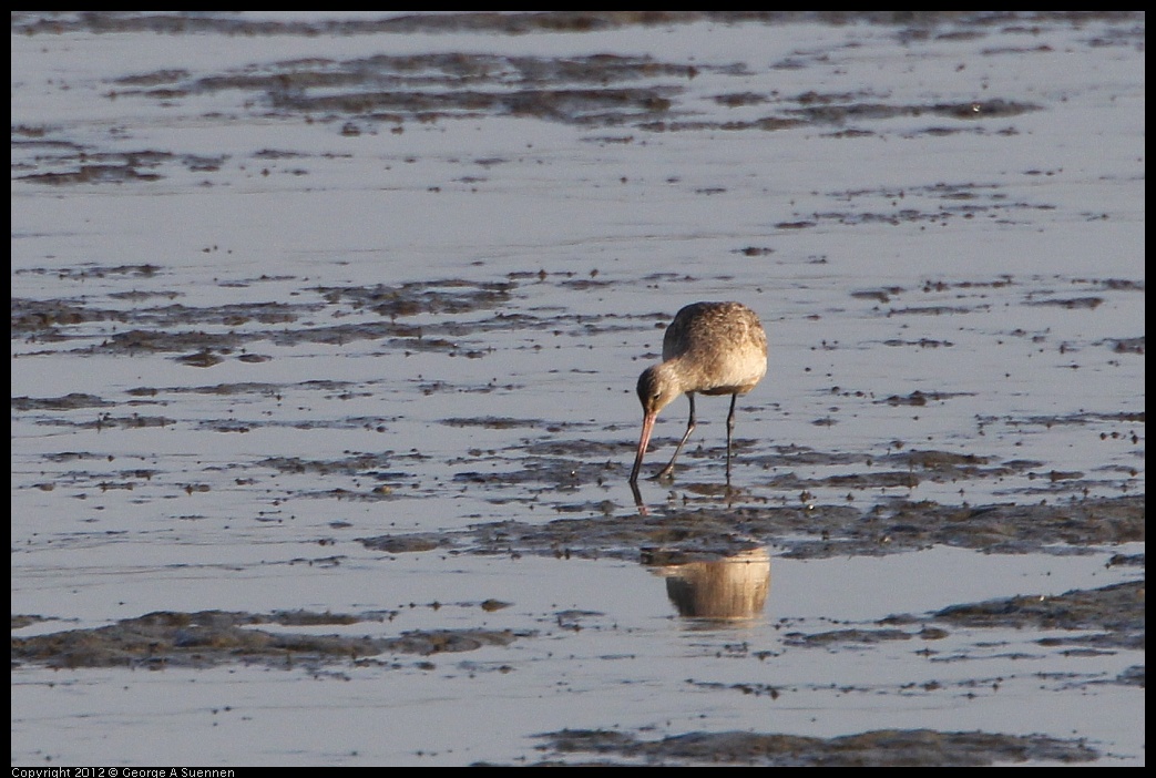 0508-065717-01.jpg - Marbled Godwit