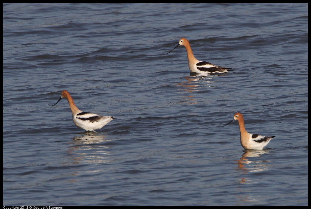 0508-070017-01.jpg - American Avocet