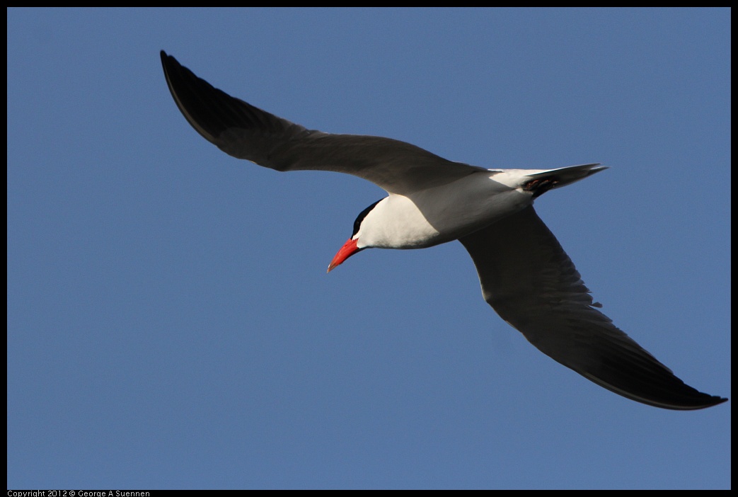 0508-070321-01.jpg - Caspian Tern