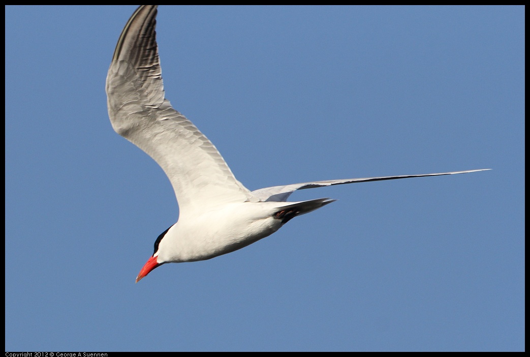 0508-070321-02.jpg - Caspian Tern