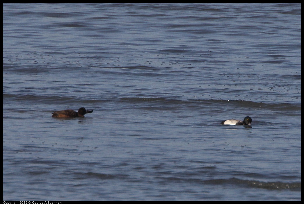 0508-070443-01.jpg - Scaups (Id purposes only)