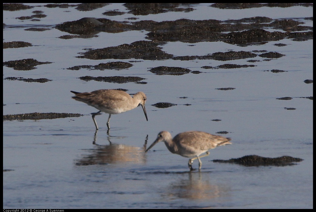 0508-070610-03.jpg - Willet