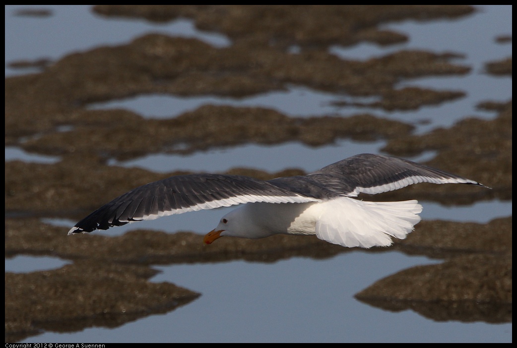 0508-070615-01.jpg - Western Gull