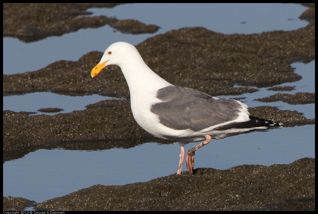 0508-070622-01.jpg - Western Gull