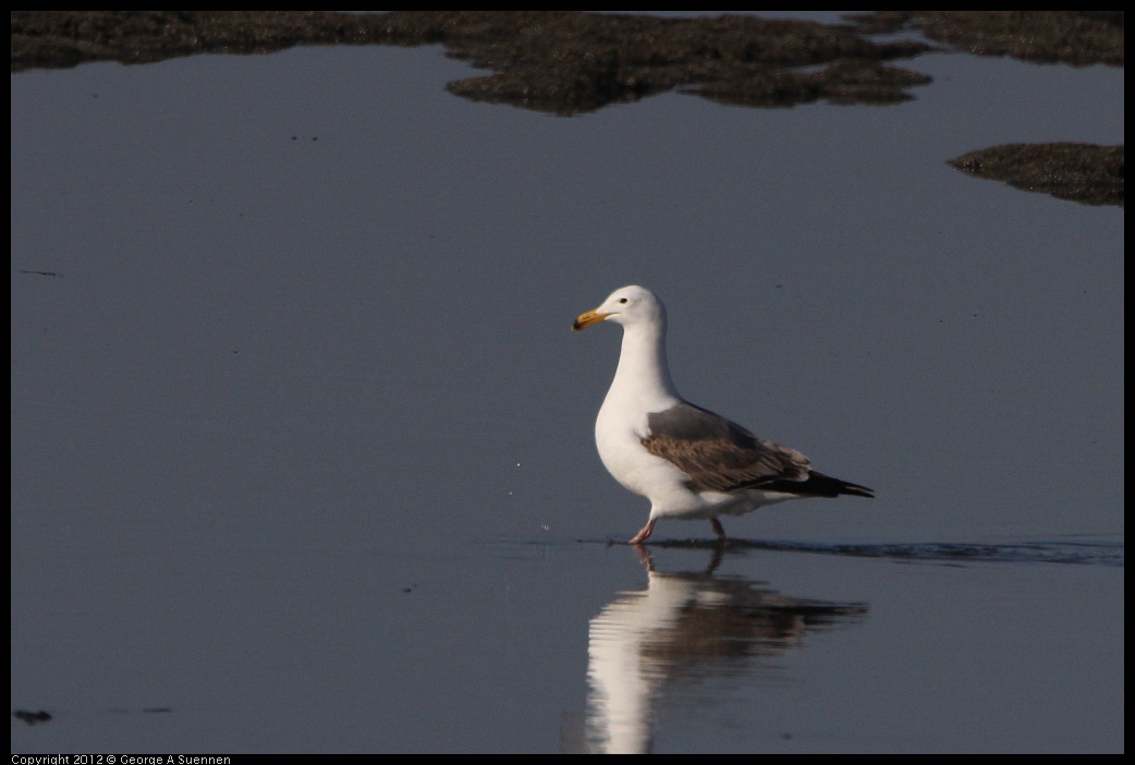 0508-070831-01.jpg - California Gull