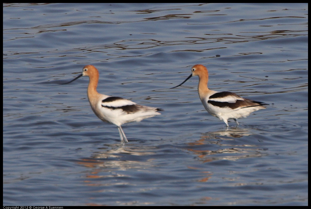 0508-070957-01.jpg - American Avocet