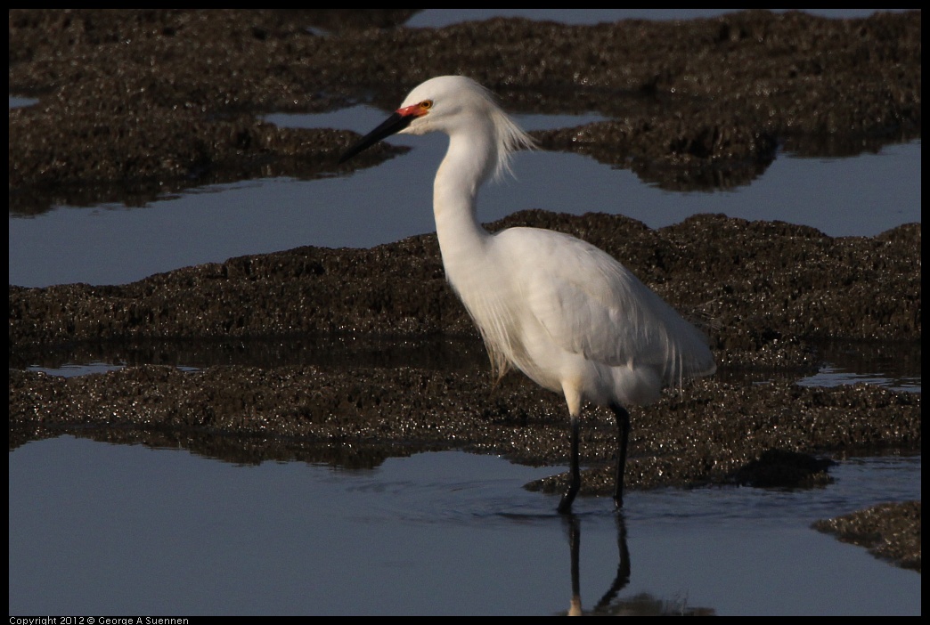 0508-071100-02.jpg - Snowy Egret