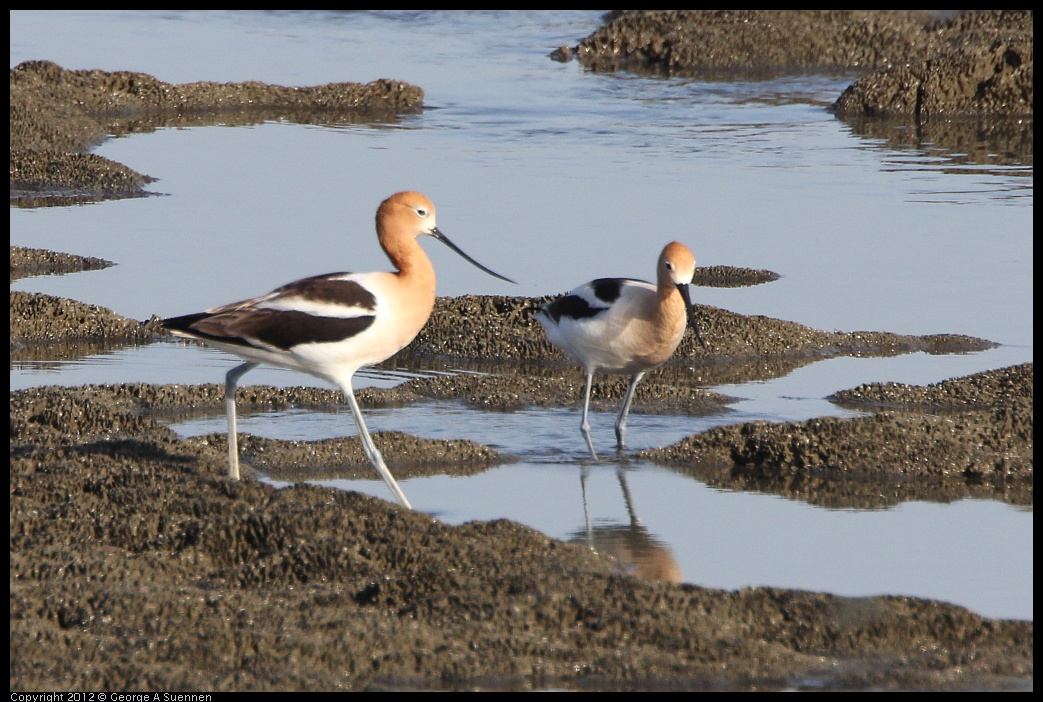 0508-071144-04.jpg - American Avocet