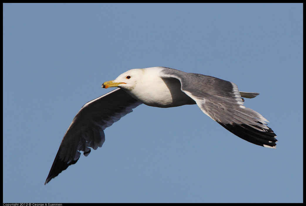 0508-071241-01.jpg - California Gull