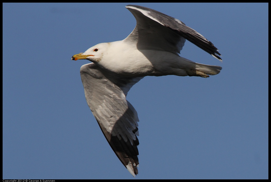 0508-071242-01.jpg - California Gull