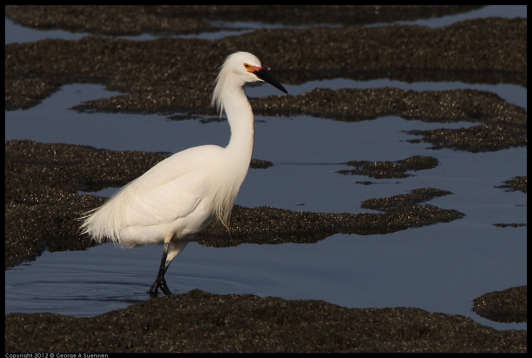 0508-071254-01.jpg - Snowy Egret