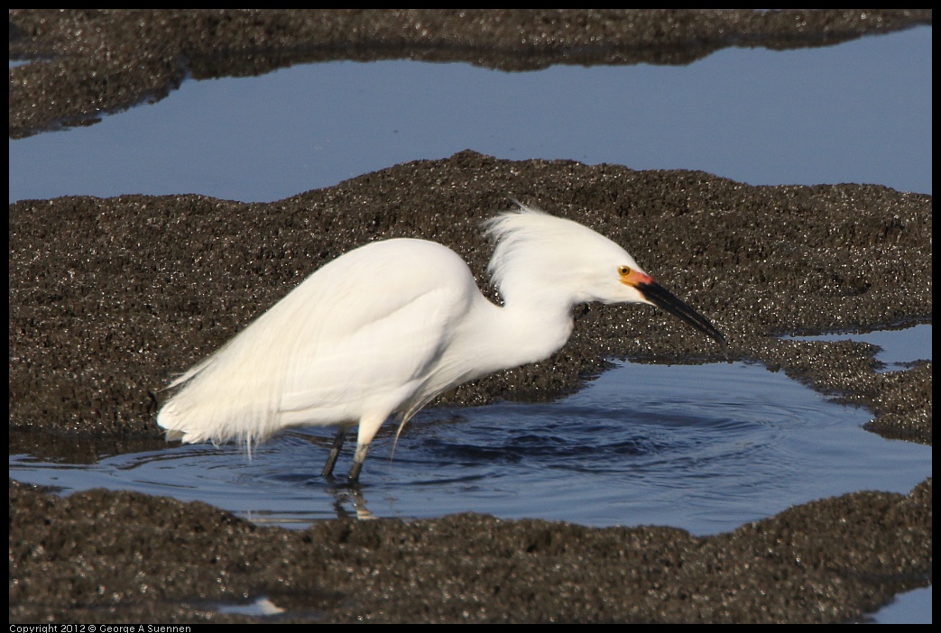 0508-071302-01.jpg - Snowy Egret