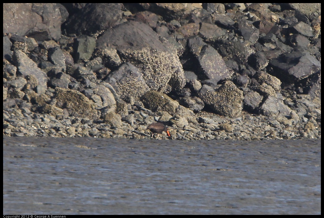 0508-071758-02.jpg - Black Oystercatcher