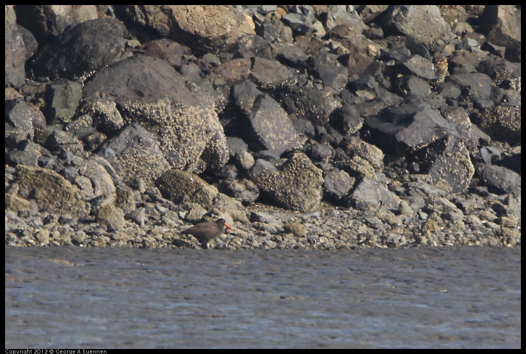 0508-071800-01.jpg - Black Oystercatcher