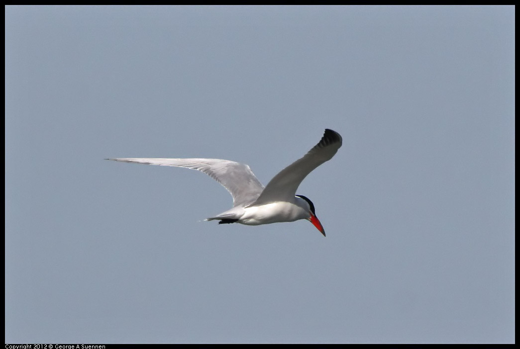 0508-072008-03.jpg - Caspian Tern