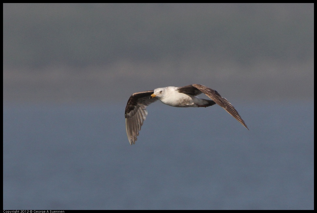 0508-072222-01.jpg - Juvenile Gull