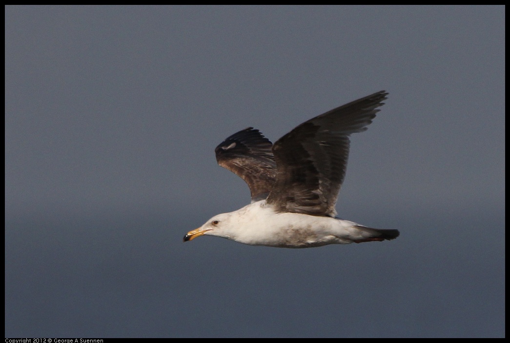 0508-072227-01.jpg - Juvenile Gull