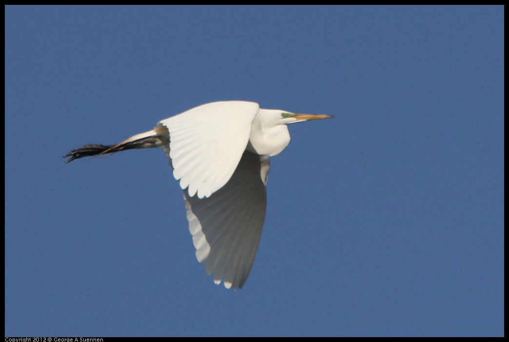 0508-072422-01.jpg - Great Egret