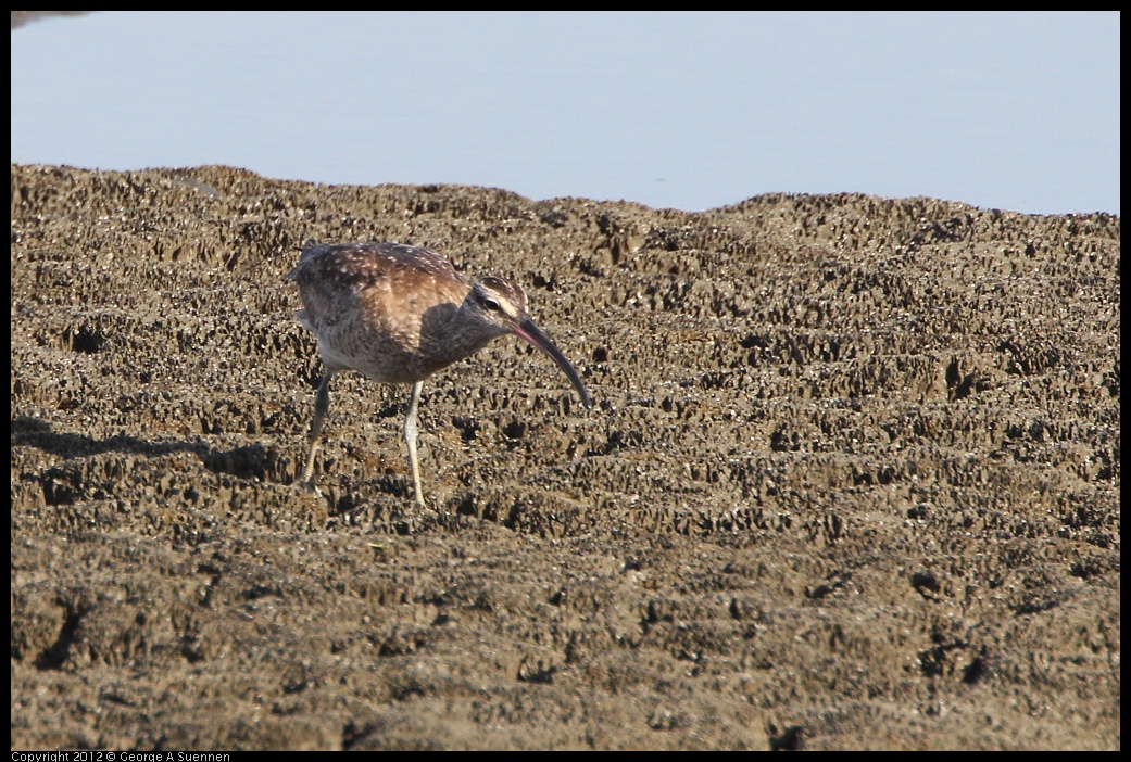 0508-072505-01.jpg - Whimbrel